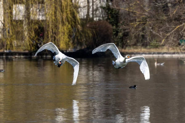 Der Höckerschwan Cygnus Olor Ist Eine Schwanenart Und Ein Mitglied — Stockfoto