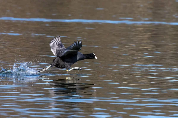 欧亚鳕鱼 Eurasian Coot Fulica Atra 也被称为普通鳕鱼 或澳大利亚鳕鱼 是一种鸟类 Rallidae 牠们分布于欧洲 — 图库照片