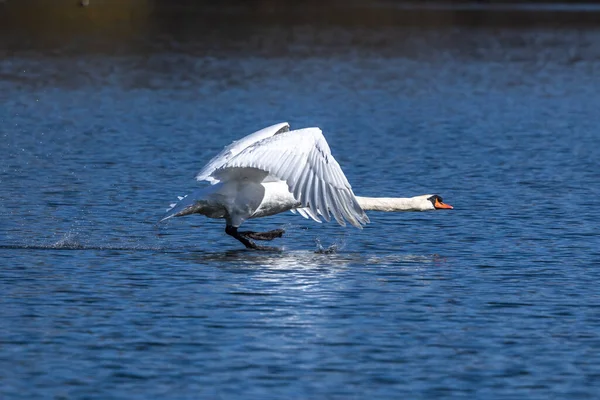 Cygnus Olor Uma Espécie Cisne Família Anatidae Aqui Voando Sobre — Fotografia de Stock