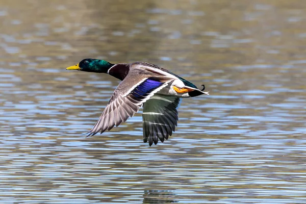 Gräsänder Anas Platyrhynchos Smickrande Anka Här Flyger Luften Över Sjö — Stockfoto