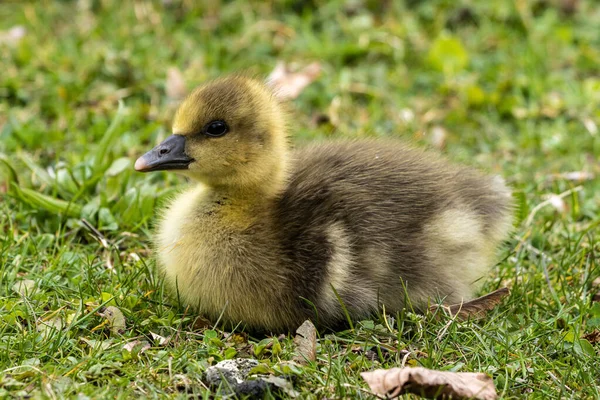 Zbliżenie Pięknej Żółtej Puszystej Gęsi Puszystej Dziecko Gosling Wiosną Anser — Zdjęcie stockowe