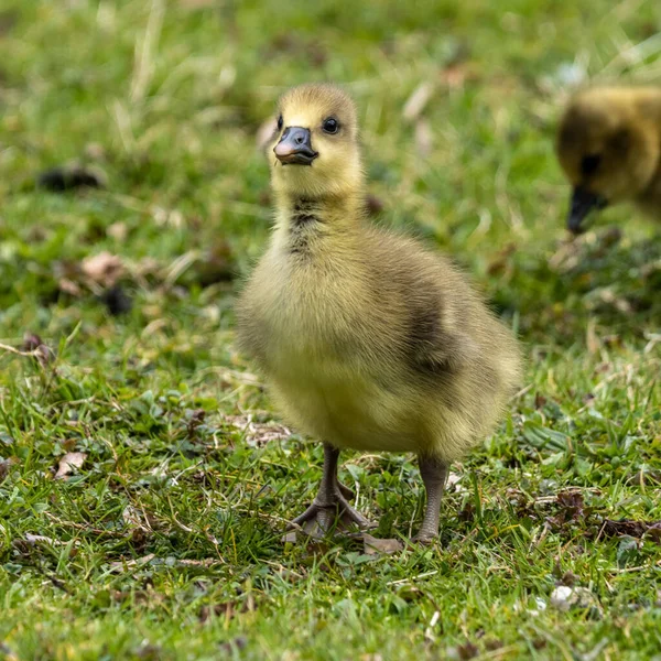 Close Beautiful Yellow Fluffy Greylag Goose Baby Gosling Spring Anser — Fotografia de Stock