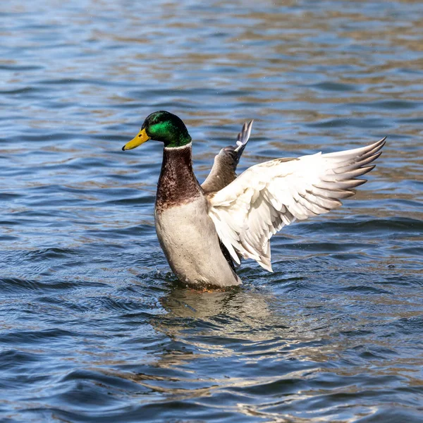 Mallard Anas Platyrhynchos Dabbling Duck Here Swimming Lake Munich Germany Royalty Free Stock Images