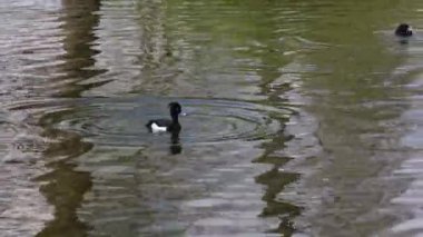 Tufted duck, Aythya fuligula, Almanya 'nın Münih kentindeki İngiliz Bahçesi' nde Kleinhesseloher Gölü 'nde yüzen küçük bir ördek.