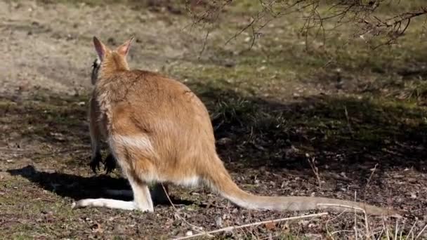 Ευκίνητο Γουάλαμπι Macropus Agilis Επίσης Γνωστό Αμμώδες Γουάλαμπι Είναι Ένα — Αρχείο Βίντεο