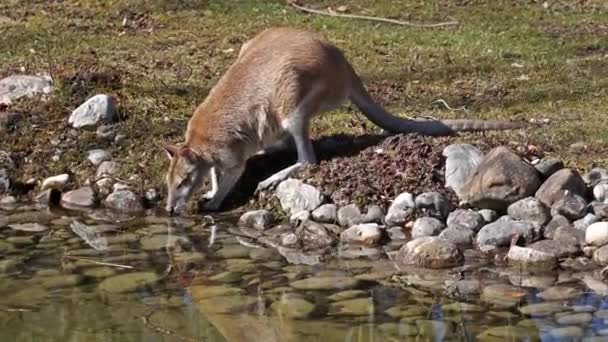 Wallaby Agile Macropus Agilis Aussi Connu Sous Nom Wallaby Sableux — Video