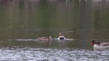 Kırmızı ibikli Pochard, Netta rufina büyük bir dalış ördeğidir. Burada Münih, Almanya 'da bir gölde