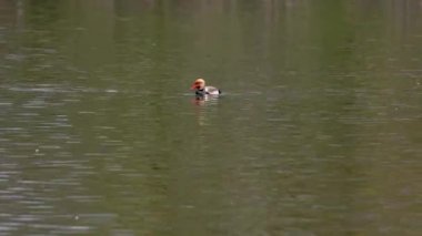 Kırmızı ibikli Pochard, Netta rufina büyük bir dalış ördeğidir. Burada Münih, Almanya 'da bir gölde