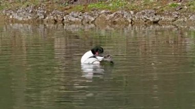 Münih 'teki İngiliz Bahçesi' nde Kleinhesseloher Gölü 'nde yüzen Merganser, Goosander ve Mergus merganser.