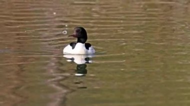 Münih 'teki İngiliz Bahçesi' nde Kleinhesseloher Gölü 'nde yüzen Merganser, Goosander ve Mergus merganser.