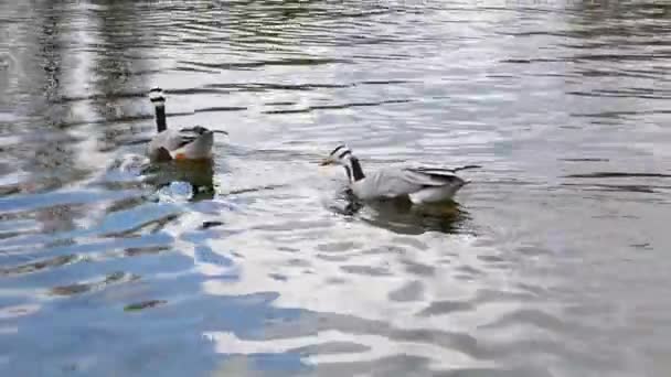 Die Stabgans Anser Indicus Ist Eine Gans Die Zentralasien Tausenden — Stockvideo