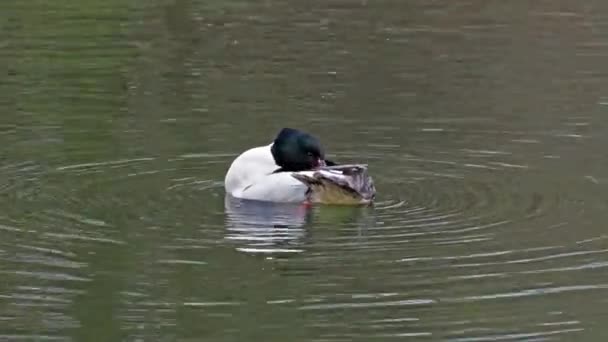 Merganser Goosander Mergus Merganser Berenang Danau Kleinhesseloher Taman Inggris Munich — Stok Video