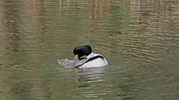 德国慕尼黑的英国花园中 普通的Merganser Goosander Mergus Merganser在Kleinhesseloher湖上游泳 — 图库视频影像