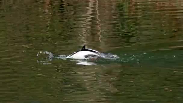 Merganser Goosander Mergus Merganser Berenang Danau Kleinhesseloher Taman Inggris Munich — Stok Video