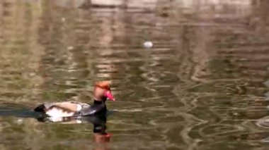 Kırmızı ibikli Pochard, Netta rufina büyük bir dalış ördeğidir. Burada Münih, Almanya 'da bir gölde