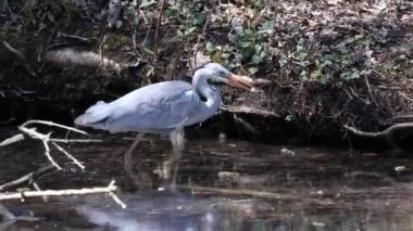 Bu gri balıkçıl hareketli suda balık tutarken, Ardea cinerea başarıyla bir balık yakaladı. Bu balıkçılgiller (Ardeidae) familyasından uzun bacaklı yırtıcı bir kuş.
