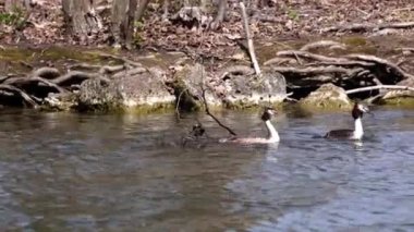 Bir çift Great Crested Grebe, Podiceps kristali yuvalarını inşa ediyor. Güzel turuncu renkli kuş, kırmızı gözlü su kuşu. Eski Dünya 'da bulunan en büyük aile üyesidir..