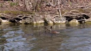 Bir çift Great Crested Grebe, Podiceps kristali yuvalarını inşa ediyor. Güzel turuncu renkli kuş, kırmızı gözlü su kuşu. Eski Dünya 'da bulunan en büyük aile üyesidir..