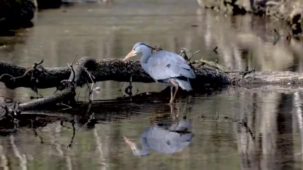 灰色のサギ Ardea Cinerea 大規模な灰色の鳥は ふわふわの羽 大きなくちばし 頭の後ろ側の長い羽 野生の自然からのシーンで 魚を探して平らな湖を歩いています — ストック動画