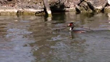 Bir çift Great Crested Grebe, Podiceps kristali yuvalarını inşa ediyor. Güzel turuncu renkli kuş, kırmızı gözlü su kuşu. Eski Dünya 'da bulunan en büyük aile üyesidir..