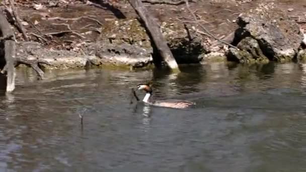 Par Great Crested Grebe Podiceps Cristatus Construir Seu Ninho Pássaro — Vídeo de Stock