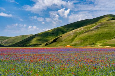 Castelluccio di Norcia 'da gelincikler ve çiçek açan mercimek, ulusal park sibillini dağları, İtalya, Avrupa