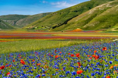 Castelluccio di Norcia 'da gelincikler ve çiçek açan mercimek, ulusal park sibillini dağları, İtalya, Avrupa