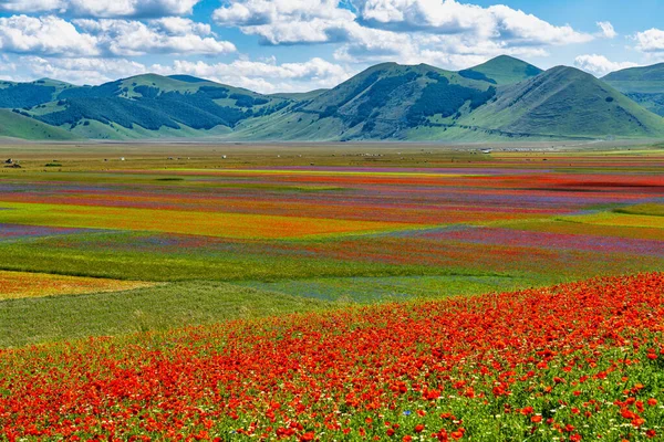 Linsblommande Med Vallmo Och Blåklint Castelluccio Norcia Nationalpark Sibillini Italien — Stockfoto