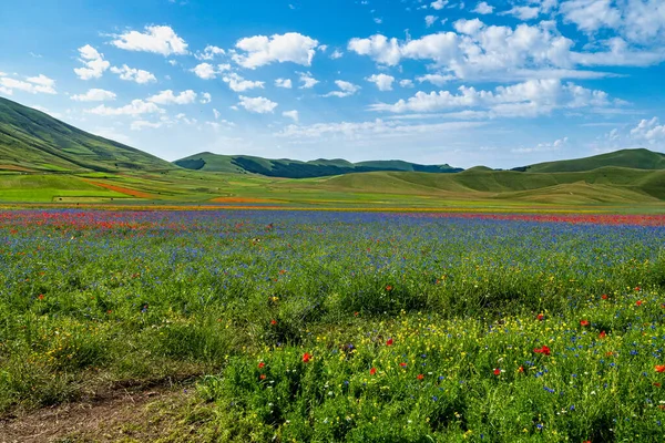 Linsblommande Med Vallmo Och Blåklint Castelluccio Norcia Nationalpark Sibillini Italien — Stockfoto