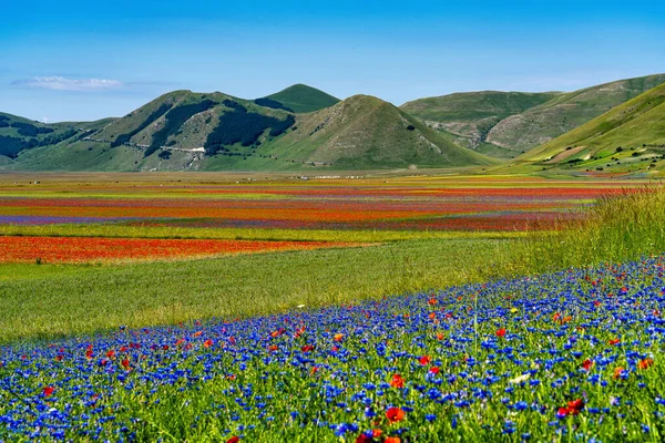 Linsblommande Med Vallmo Och Blåklint Castelluccio Norcia Nationalpark Sibillini Italien — Stockfoto