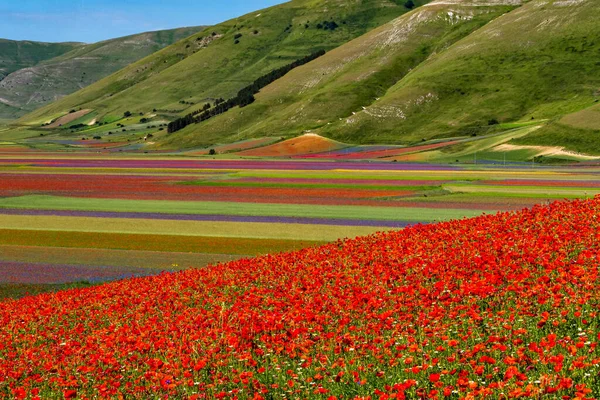 Mákos Lencsevirág Búzavirág Castelluccio Norciában Nemzeti Park Sibillini Hegyek Olaszország — Stock Fotó