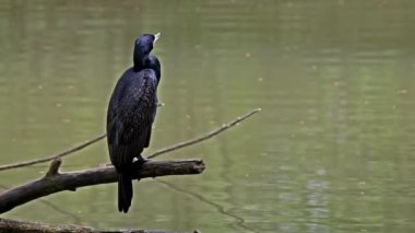 Kuzey yarımküre boyunca büyük siyah karabatak olarak bilinen büyük karabatak, Avustralya 'daki siyah karabatak ve Yeni Zelanda' nın daha güneyindeki siyah karabatak