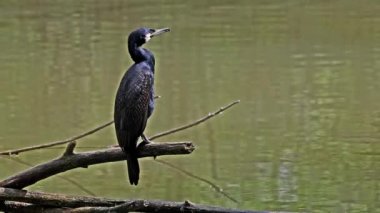 Kuzey yarımküre boyunca büyük siyah karabatak olarak bilinen büyük karabatak, Avustralya 'daki siyah karabatak ve Yeni Zelanda' nın daha güneyindeki siyah karabatak