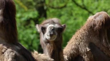 Bactrian develeri (Camelus bactrianus), Orta Asya 'nın bozkırlarına özgü büyük, tek ayak parmaklı bir bakteridir. Bactrian devesinin sırtında iki hörgücü vardır.