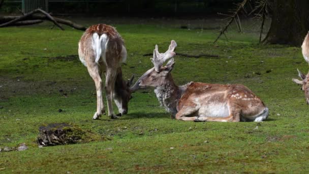 Dama Mesopotamica Ett Idisslande Däggdjur Som Tillhör Familjen Cervidae — Stockvideo