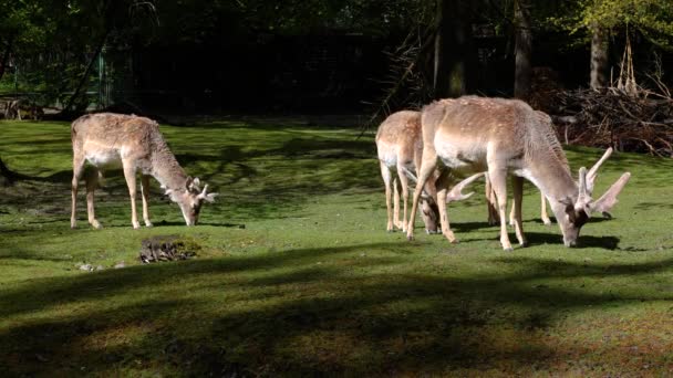 Daim Dama Mesopotamica Est Mammifère Ruminant Famille Des Cervidae — Video