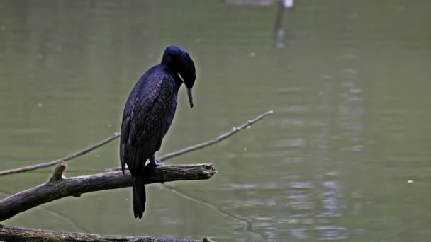 Gran Cormorán Phalacrocorax Carbo Conocido Como Gran Cormorán Negro Través — Vídeo de stock