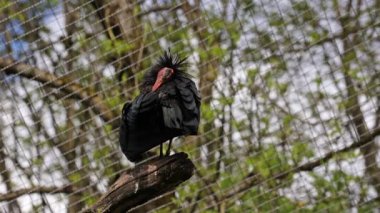 Kuzey Kel aynak, inzivaya çekilmiş aynak veya waldrapp lat.Geronticus eremita, kısır, yarı çöl veya kayalık yaşam alanlarında genellikle akan sulara yakın yerlerde bulunan bir göçmen kuşdur..