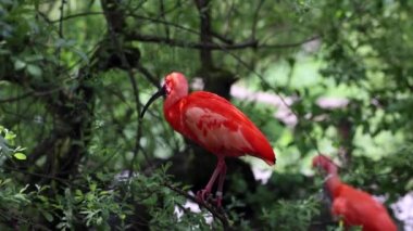 Kızıl aynak, Eudocimus ruber, Threskiornithidae familyasından bir kuş, kabuklu deniz ürünlerinin kırmızımsı renklerine hayran kalmıştır.