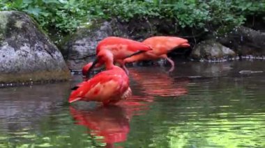 Kızıl aynak, Eudocimus ruber, Threskiornithidae familyasından bir kuş, kabuklu deniz ürünlerinin kırmızımsı renklerine hayran kalmıştır.