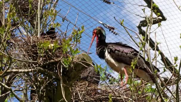 Μαύρος Πελαργός Ciconia Nigra Μεγάλο Πουλί Της Οικογένειας Των Πελαργών — Αρχείο Βίντεο