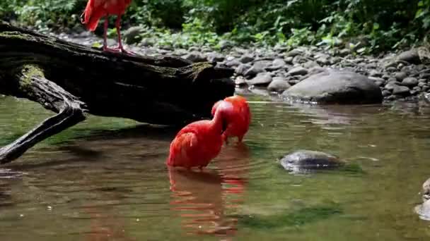 Scarlet Ibis Eudocimus Ruber Bird Threskiornithidae Family Admired Reddish Coloration — Stock Video