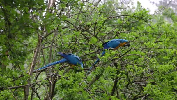 노란색의 마카우 Blue Yellow Macaw 황금색의 마카우 Ara Ararauna 대부분 — 비디오