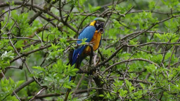 蓝黄的鹦鹉Ara Ararauna也被称为蓝金鹦鹉 Blue Gold Macaw 是一种大型的南美洲鹦鹉 顶部为蓝色 下部为橙色 — 图库视频影像