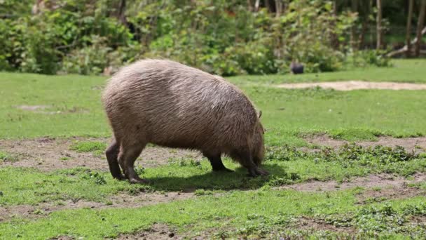 Capibara Hydrochoerus Hydrochaeris Roedor Más Grande Existente Mundo Sus Parientes — Vídeos de Stock