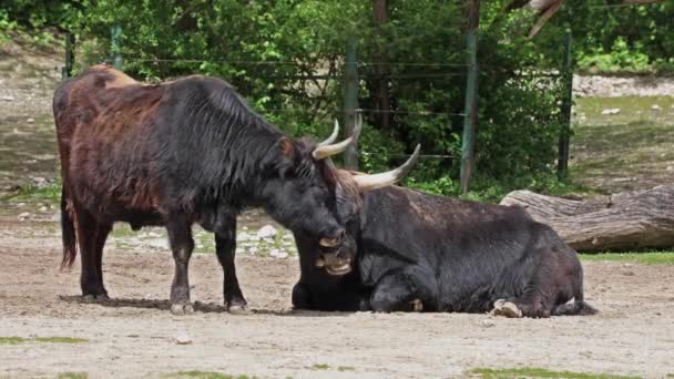 ヘック牛 ボスPrimigenius Taurusは絶滅したオーロックに似ていると主張した ドイツの公園で見られる国内の高地牛 — ストック動画