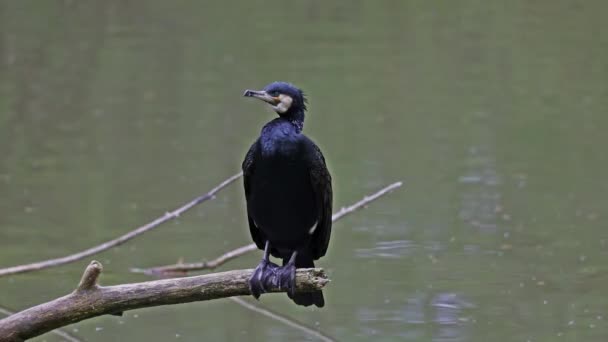 Gran Cormorán Phalacrocorax Carbo Conocido Como Gran Cormorán Negro Través — Vídeo de stock