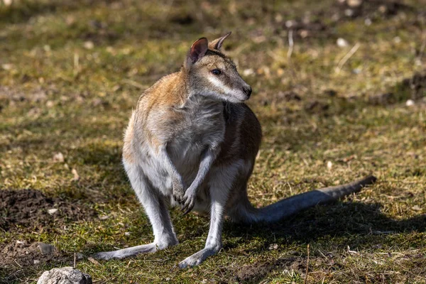Macropus Agilis También Conocido Como Wallaby Arenoso Una Especie Wallaby —  Fotos de Stock
