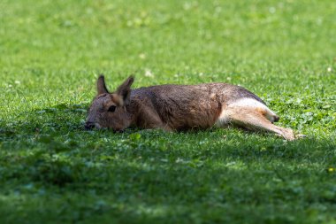 Patagonya Mara 'sı, Dolikotis patagonum. Gine domuzlarının bu büyük akrabaları Arjantin 'in Patagonya bozkırlarında yaygındır ama Paraguay gibi Güney Amerika' nın diğer bölgelerinde de yaşarlar..
