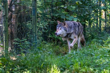 Kurt, gri kurt ya da kereste kurdu olarak da bilinen, Avrasya ve Kuzey Amerika 'nın vahşi ve uzak bölgelerinde yaşayan bir köpek türüdür..